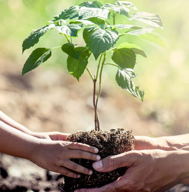 tree being planted